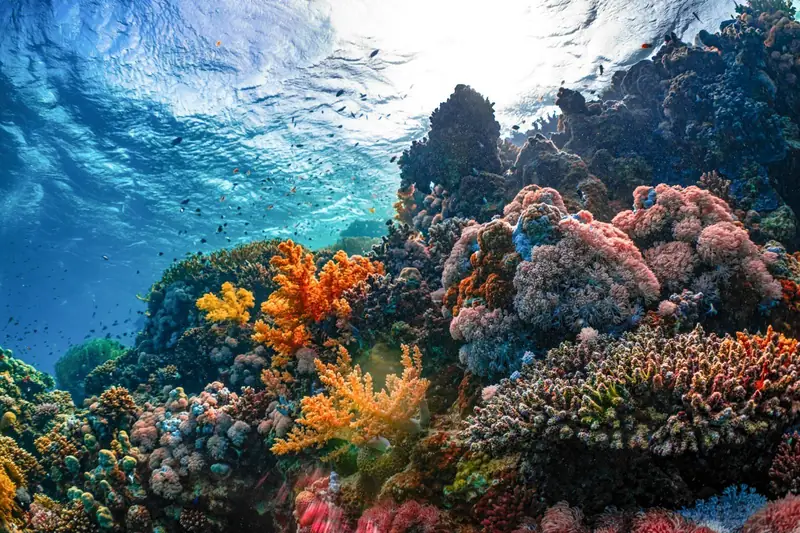Korallenriff beim Schnorcheln in Hurghada