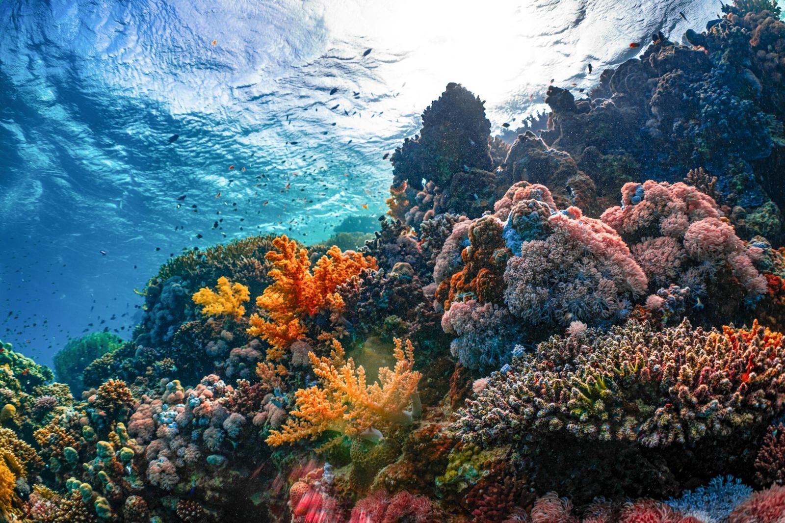 Korallenriff beim Schnorcheln in Hurghada