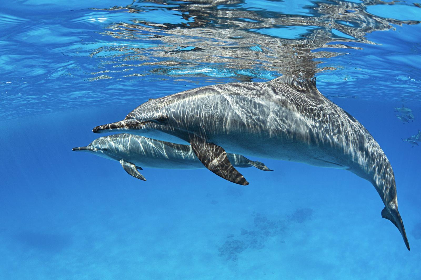 Delfin unter Wasser bei Marsa Alam