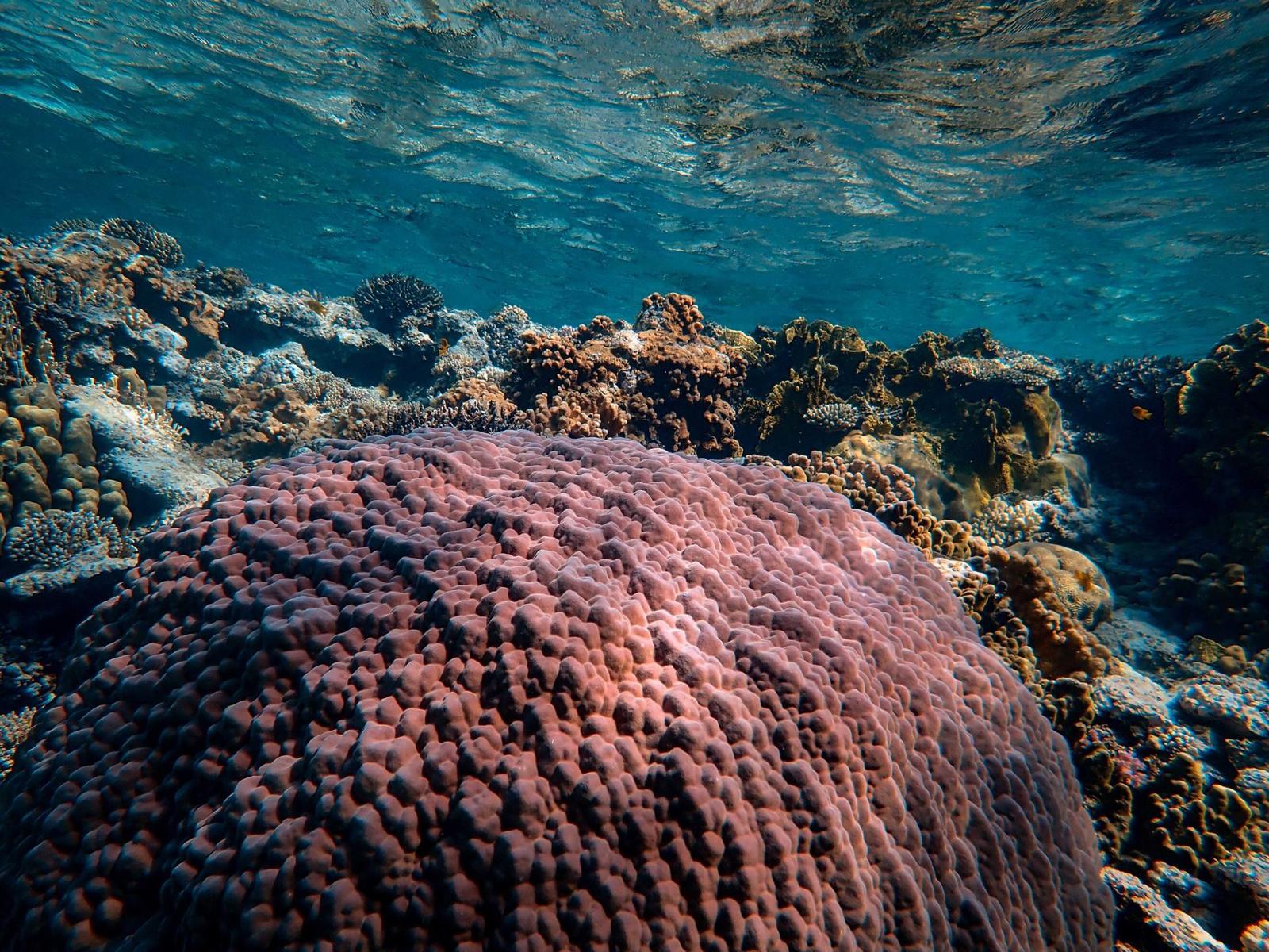 Taucher am Korallenriff Marsa Alam